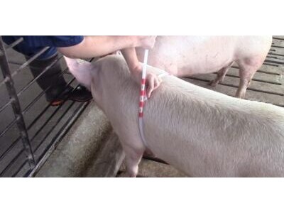 Как определить вес животных без весов?