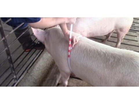 Как определить вес животных без весов?