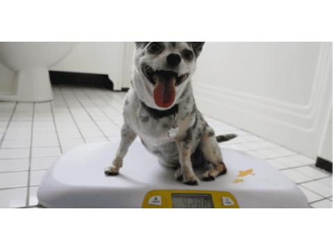 Взвешивание домашних животных на бытовых весах и без них