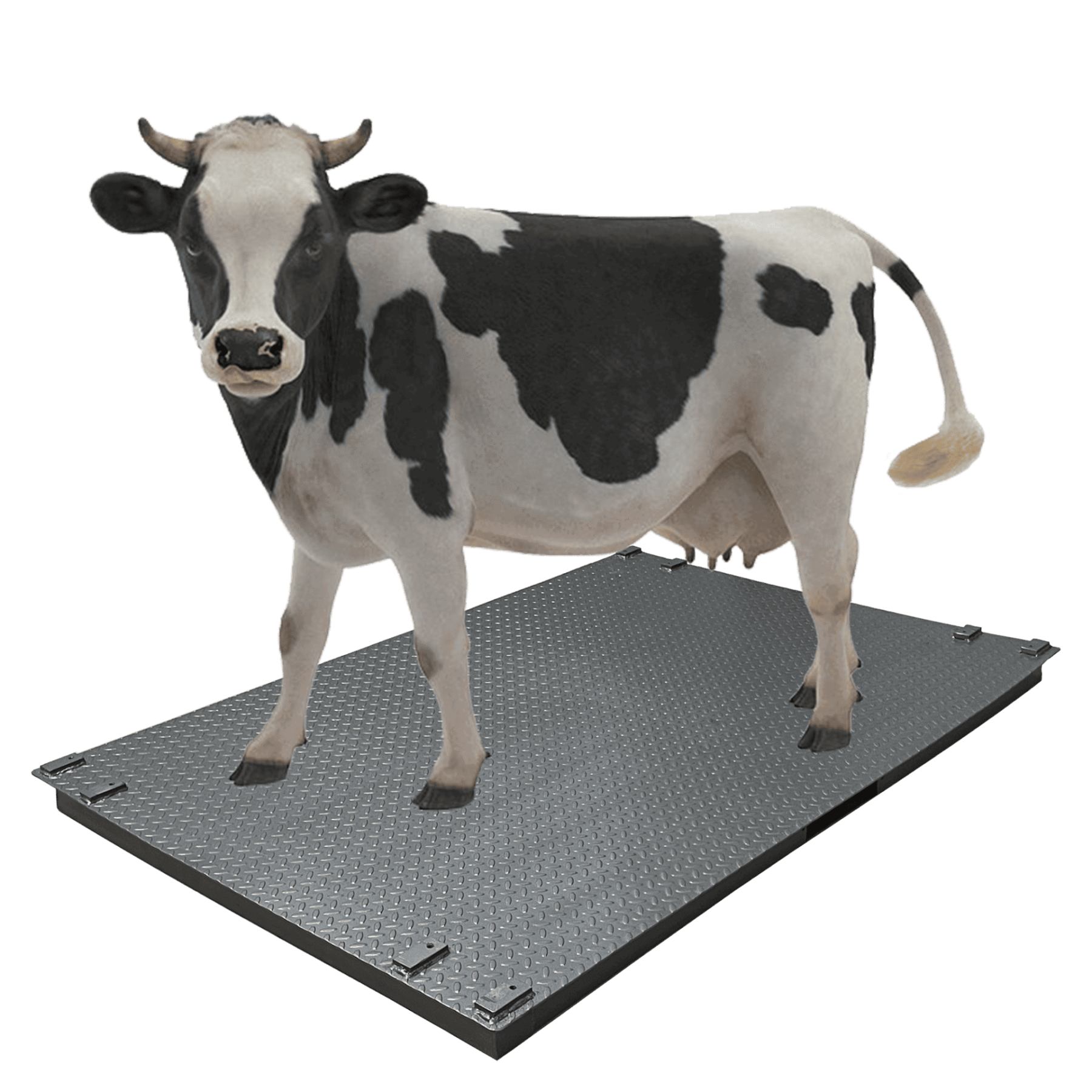 Весы для крупного рогатого скота без решетки (1200х2000) 1т