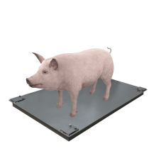 Ваги для свиней без решітки Днепровес ВПД-1015-СК 1т