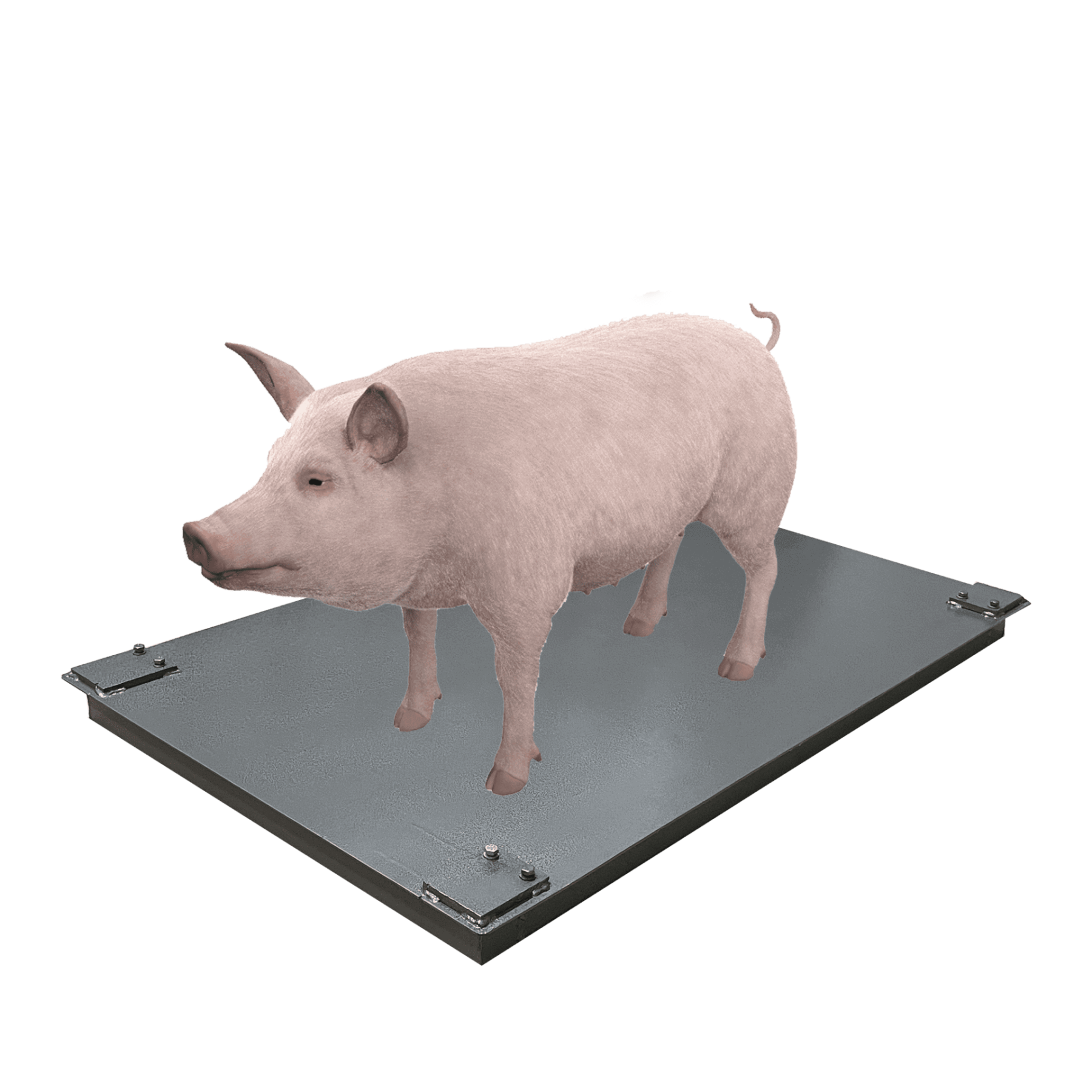 Весы для свиней без решетки (750х1200) 1т